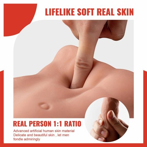 XISE Bertlett Model Anatomiczny z Systemem Ruchu 18 cm, Pozycja Przednia