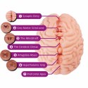 Seiraku Toys XTC Japan Brain Hacker DX Peach - zaawansowana maszyna intymna, 7 stref